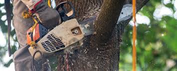 Leaf Removal in Ship Bottom, NJ