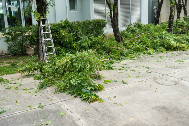 Why Choose Our Tree Removal Services in Ship Bottom, NJ?